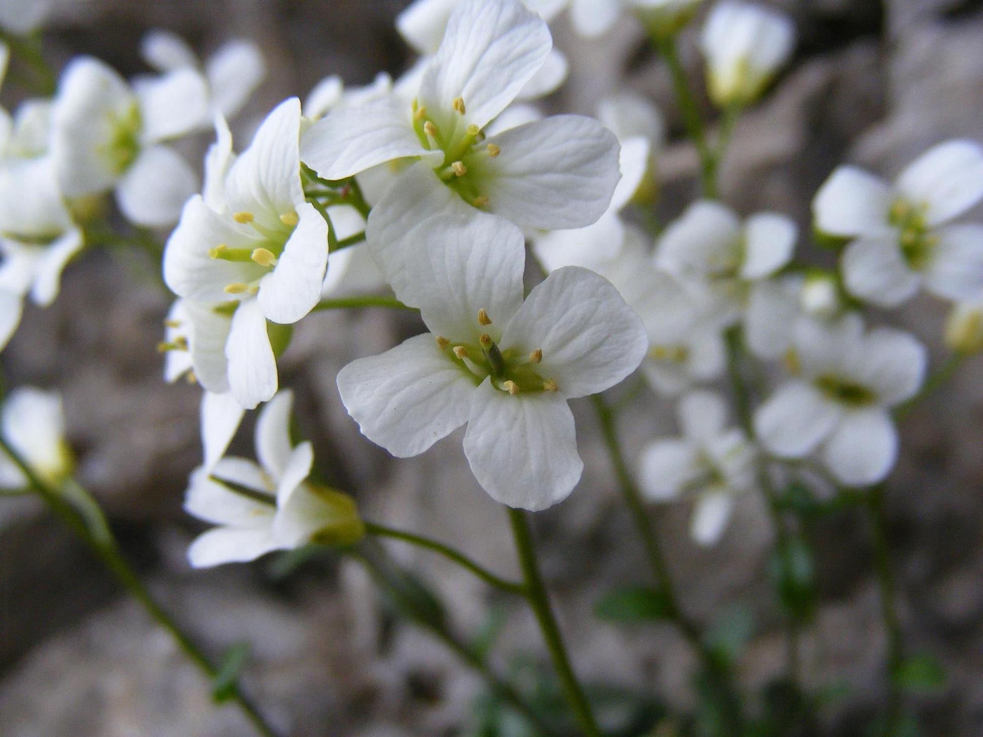 Le rupi fiorite del Garda